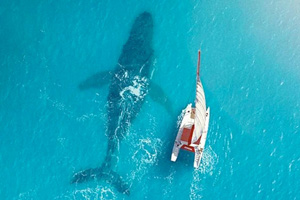 LA BALEINE ET LE MUSICIEN
